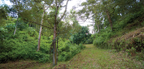 Hiking